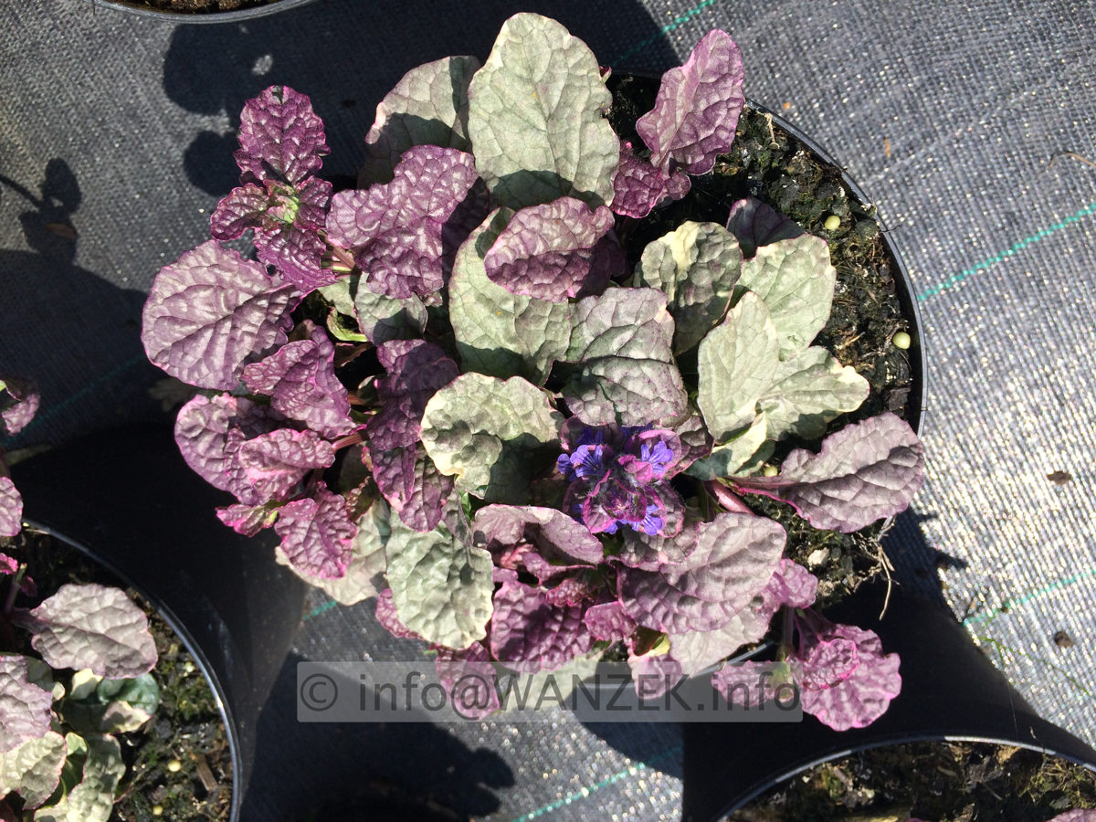 Ajuga reptans Burgundy Glow 01.JPG